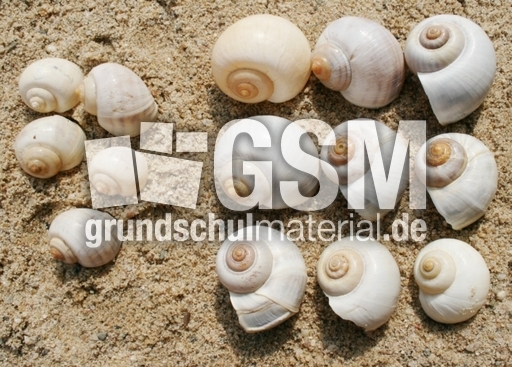 Schneckenhäuser-5+9.jpg